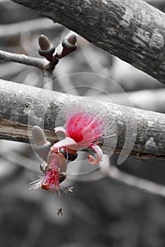 Beautiful flower on a black and white background