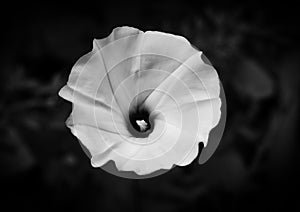 Beautiful flower blooming in blackandwhite photo