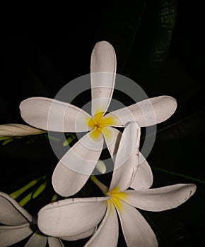 Beautiful flower blooming in garden, night shoot nature photography in flashlight