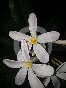 Beautiful flower blooming in garden, night shoot nature photography in flashlight