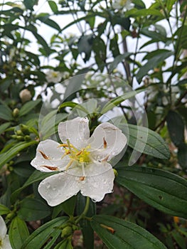 Beautiful flower blooming in raining day