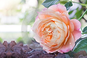 Beautiful flower blossom delicate pink rose flower in roses garden, blooming flowers background