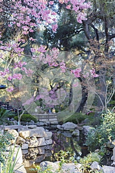 Beautiful flower blossom at Descanso Garden photo