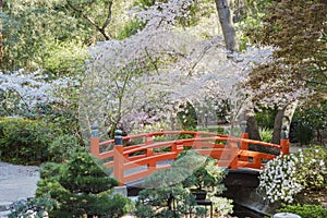 Beautiful flower blossom at Descanso Garden photo