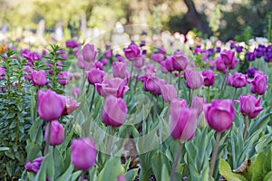 Beautiful flower blossom at Descanso Garden photo