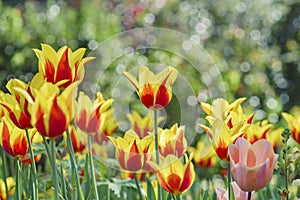 Beautiful flower blossom at Descanso Garden photo