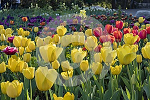 Beautiful flower blossom at Descanso Garden photo