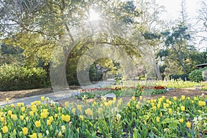 Beautiful flower blossom at Descanso Garden photo