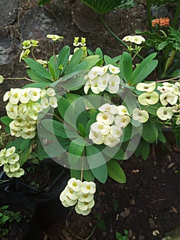 Beautiful flower blossom in rainy sesson