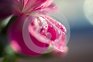 Beautiful flower border, gentle white Gerbera with dew drops on the petals over purple colorful background, beauty of