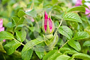 Beautiful flower bud of rose hips. Background for a postcard on Valentine`s Day. The concept of born love