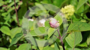 Beautiful flower with buds of Salvia involucrata also known as rosy leaf sage photo