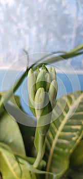 Beautiful Flower burd
