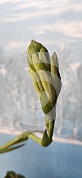 Beautiful Flower burd