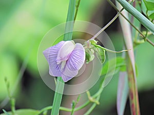 Beautiful flower Butterfly Pea or Centrosema pubescens Benth blooming in the garden