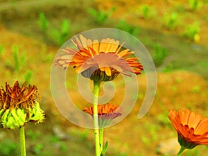Beautiful flower Calendula officinalis, the pot marigold, ruddles, common marigold or Scotch marigold.