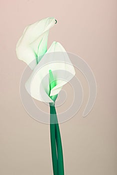 Beautiful flower calla with beautiful neon light on a pink background