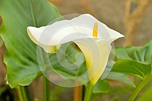 Beautiful flower calla lily