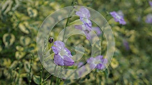 beautiful flower called Chinese violet, Coromandel or Asystasia gangetica photo