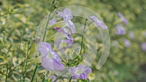 beautiful flower called Chinese violet, Coromandel or Asystasia gangetica photo