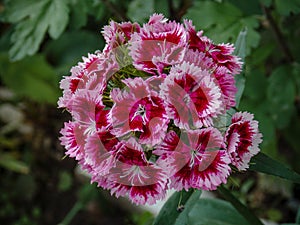 A beautiful flower carnation bush, crimson blossomed in the garden