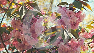 Beautiful flower cherry Blossom or sakura, Sakura Flower or Cherry Blossom With Beautiful Nature Background, cherry