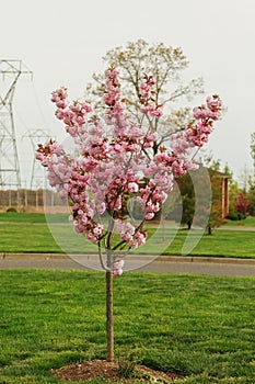 Beautiful flower cherry Blossom or sakura, Sakura Flower or Cherry Blossom With Beautiful Nature Background, cherry blossom