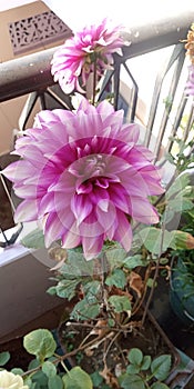 Beautiful flower chrysanthemum daheliya photo