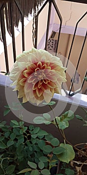 Beautiful flower chrysanthemum daheliya photo