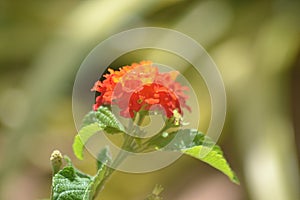 Beautiful Flower clicked near Tamil nadu