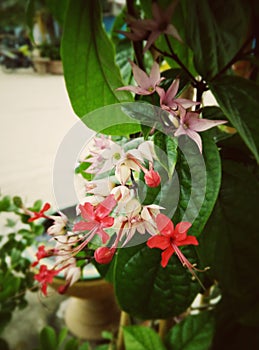 beautiful flower climbing red white delicates flower