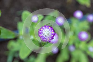 Beautiful flower close up at garden