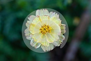 Beautiful flower close up at garden