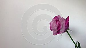 Beautiful flower. Close-up of single pink rose on white background