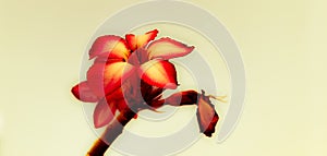 Beautiful Flower closeup edits photo