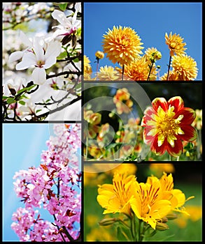 Beautiful flower collage