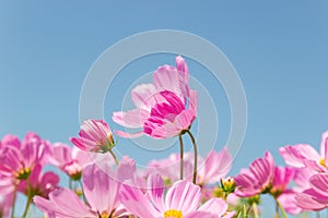 Beautiful flower Cosmos Bipinnatus flower in the garden with sky photo