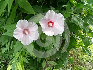 Beautiful flower Couple