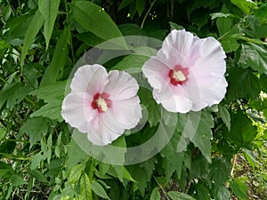 Beautiful flower Couple