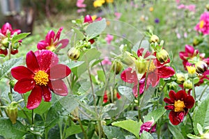 Beautiful flower Dahlia variabilis with water drops