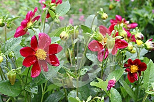 Beautiful flower Dahlia variabilis with water drops