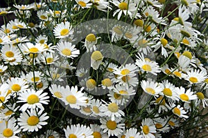 Beautiful flower daisywheel on field