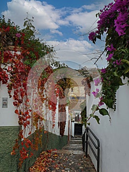 A beautiful flower decor for a spanish villa