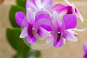 Beautiful flower dendrobium belchim orchids.