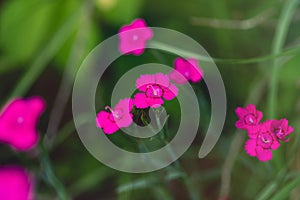 Beautiful flower dianthus deltoides on green background. Pink flower maiden pink, spink, carnation herb. Garden ornamental plant