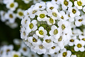 Beautiful flower at Doi Inthanon