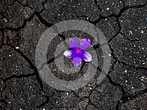 Beautiful Flower on the dry Land