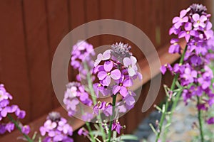 The beautiful flower Erysimum Bowles Mauve