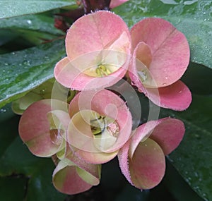 Beautiful flower euphorbia