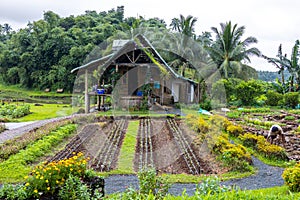 Beautiful flower farm garden at Philippines